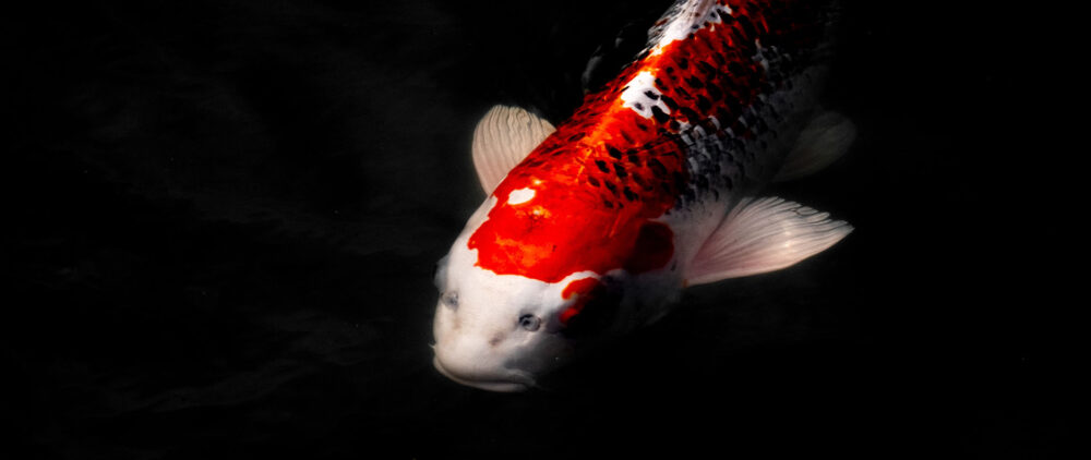 Red and White Koi