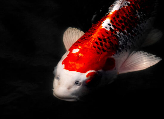 Red and White Koi