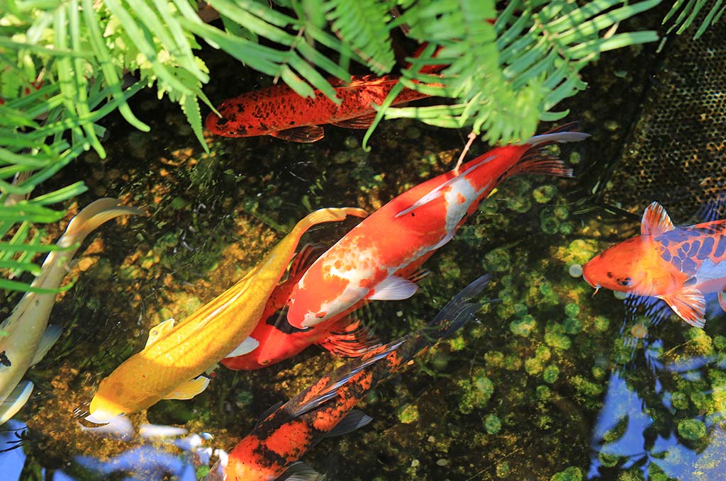 Koi Pond