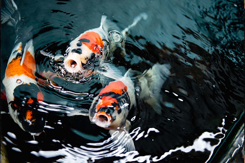 Koi in Pond